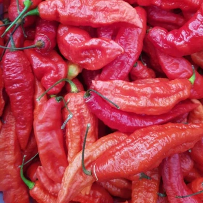 BIO Chilli Naga Jolokia – Capsicum chinense – bio semená