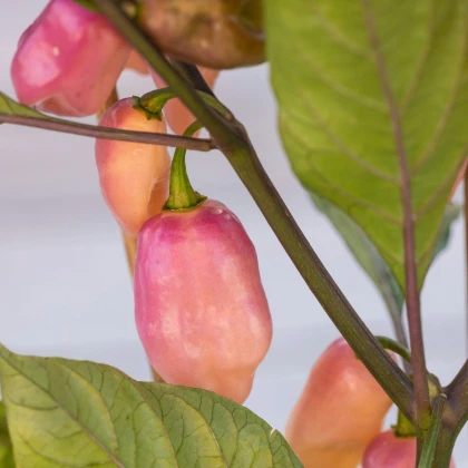 BIO Chilli Fidalgo Roxa – semená Capsicum chinense