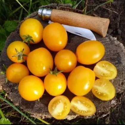 Paradajka kríčková Vivaoro – semená Solanum lycopersicum