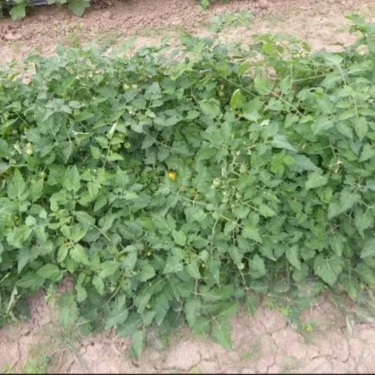 Paradajka kríčková Vivaoro – semená Solanum lycopersicum