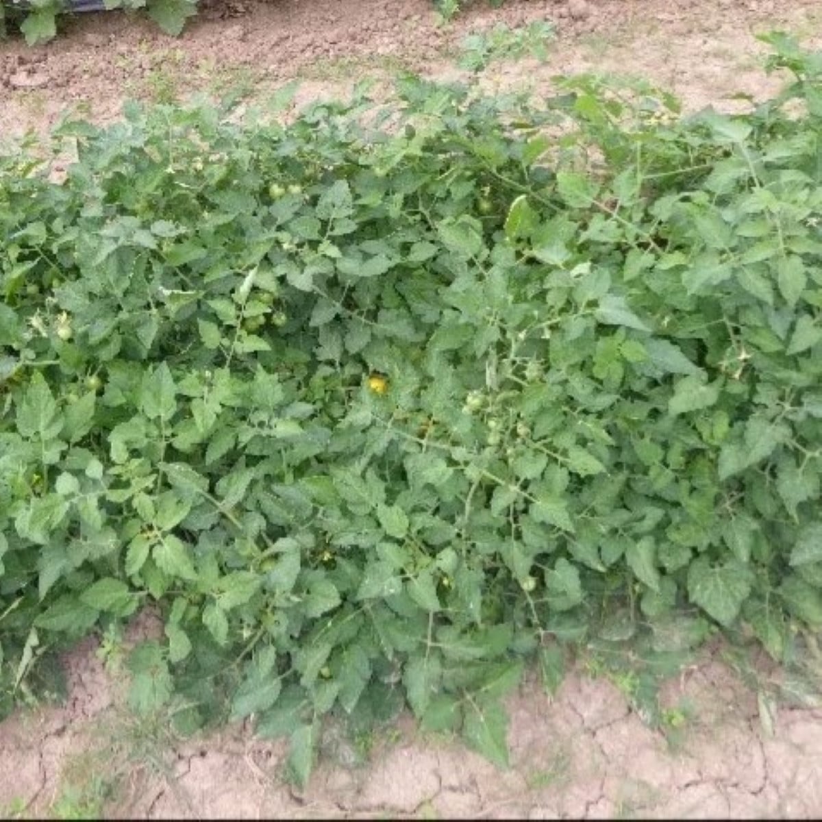 Paradajka kríčková Vivaoro – semená Solanum lycopersicum