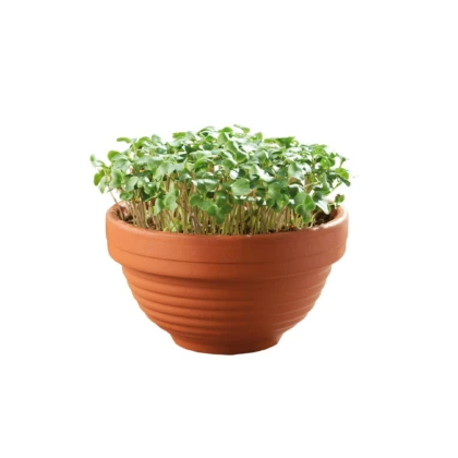 Kučeravý kel v terakotovej miske – Buzzy Microgreens – Pieterpik