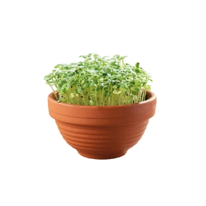 Tatsoi v terakotovej miske – Buzzy Microgreens – Pieterpik