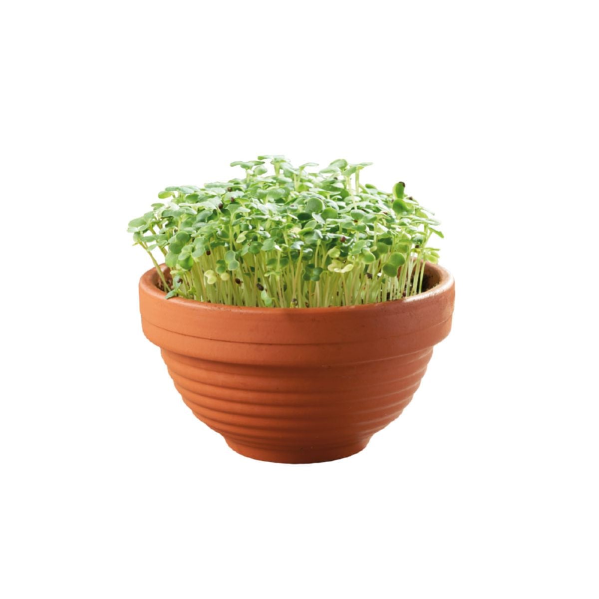 Tatsoi v terakotovej miske – Buzzy Microgreens – Pieterpik