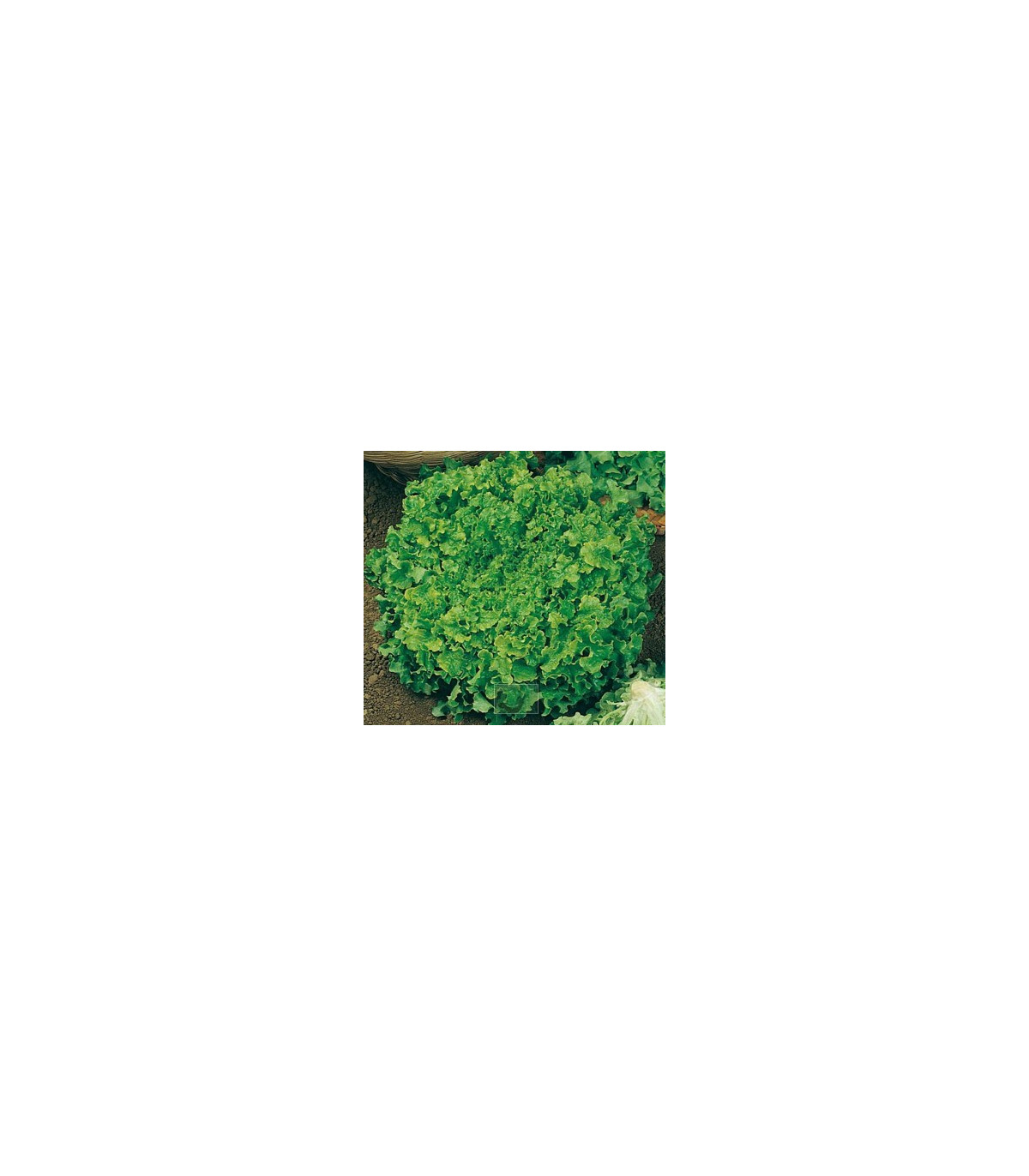 Šalát na česanie - Lactusa sativa - semená šalátu - semiačka - 1 gr