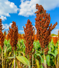 Cirok dvojfarebný - Sorghum bicolor - semená ciroku - 100 ks