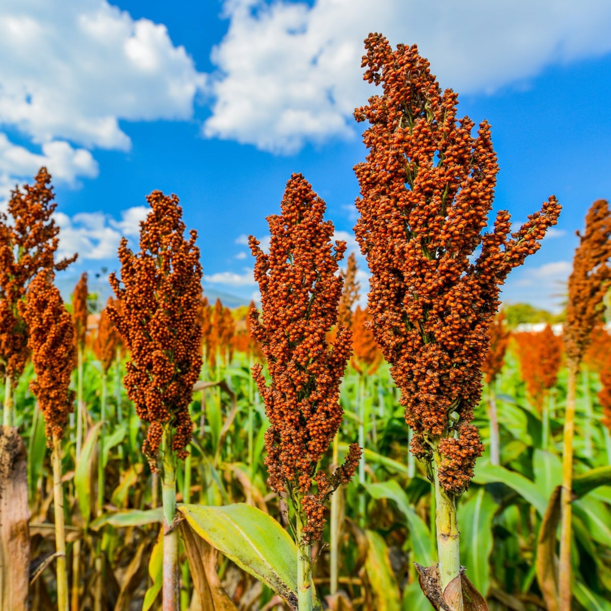 Cirok dvojfarebný - Sorghum bicolor - semená ciroku - 100 ks