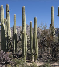 Kaktus Saguaro - Carnegiea gigantea - semená kaktusu - 5 ks