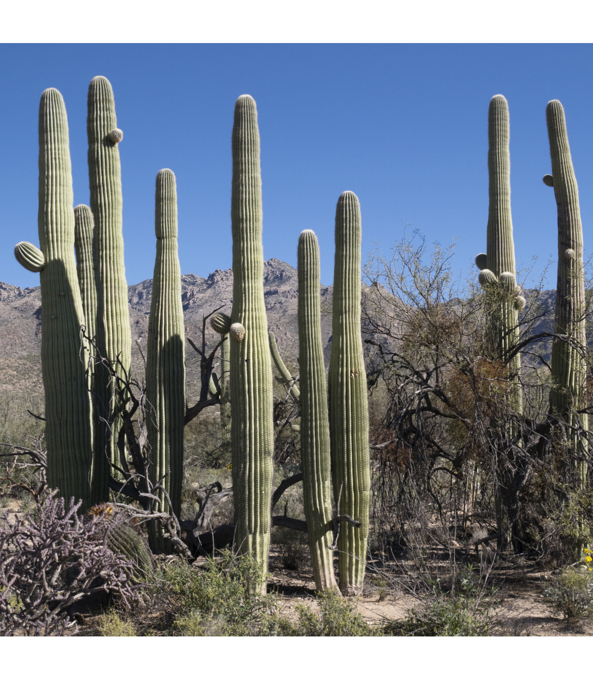 Kaktus Saguaro - Carnegiea gigantea - semená kaktusu - 5 ks