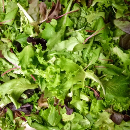 Mix orientálnych šalátov - semená šalátu - 50 ks