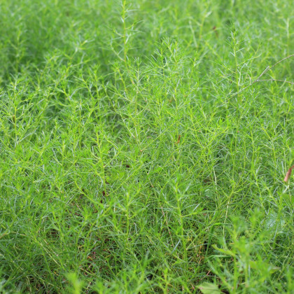 Slanobyľ  Osaka - Salsola komarovii - semená slanobyľa - 50 ks