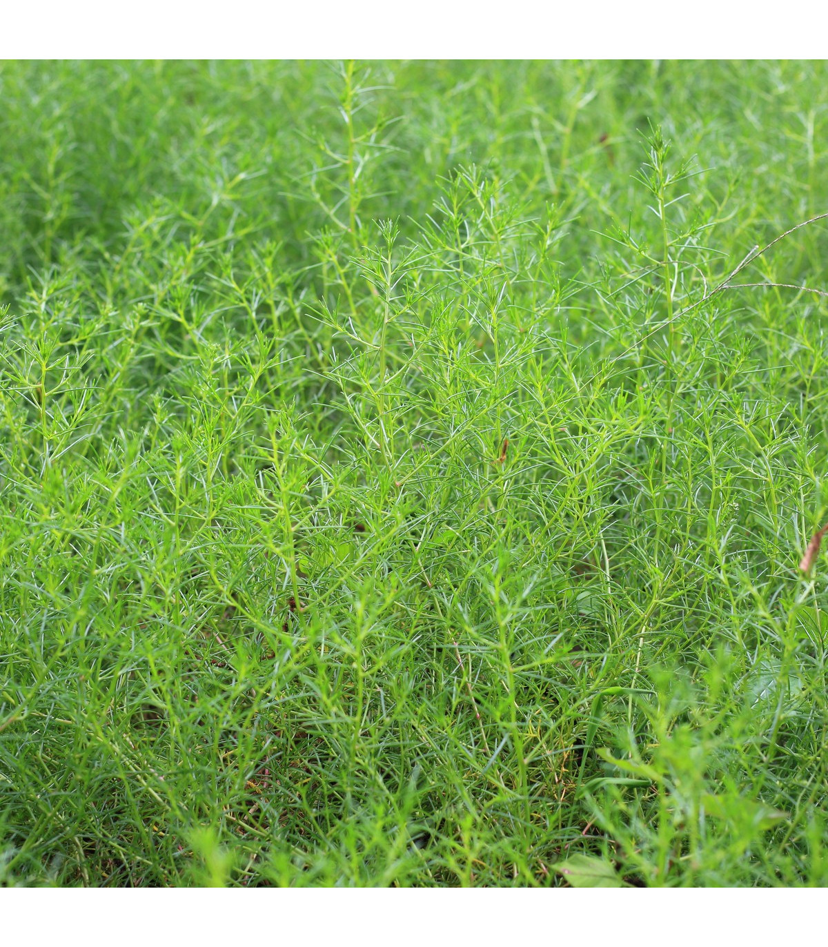 Slanobyľ - Salsola komarovii - semená slanobyľu - semiačka - 1 gr