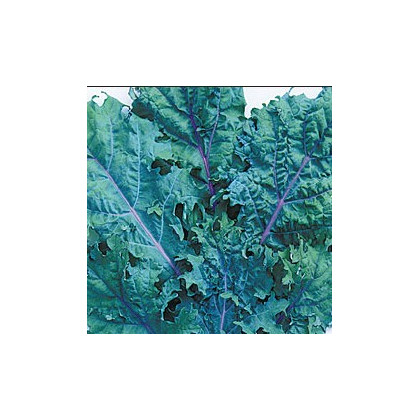 Kaleráb červený ruský - Brassica oleracea - semená kalerábu - semiačka - 0,5 gr