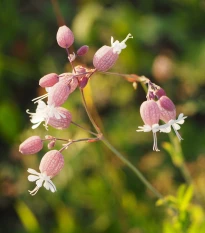 Silenka obyčajná - Silene vulgaris - semená - 0,5 g