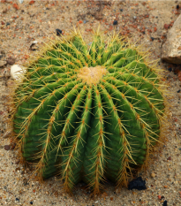 Echinokaktus Grusonov - Zlatá guľa - Echinocactus grusonii - semená echinokaktusu - 8 ks