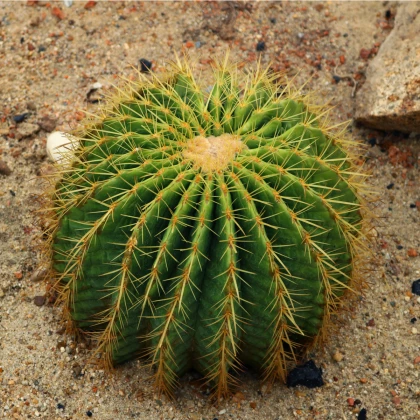 Echinokaktus Grusonov - Zlatá guľa - Echinocactus grusonii - semená echinokaktusu - 8 ks