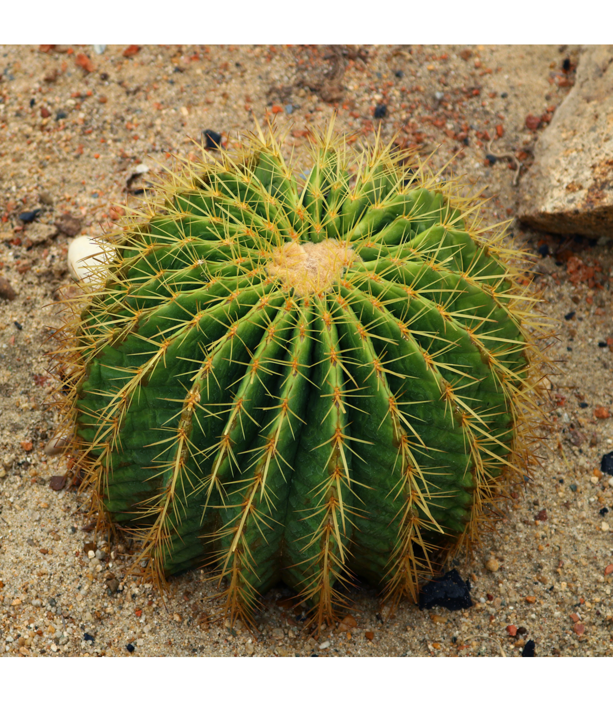 Echinokaktus Grusonov - Zlatá guľa - Echinocactus grusonii - semená echinokaktusu - 8 ks