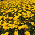 Margaréta nízka zlatožltá - Chrysanthemum multicaule - semená - 0,4 g