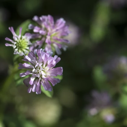 Ďatelina zvrátená - Trifolium resupinatum - semená ďateliny - semiačka - 100 ks