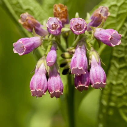 Kostihoj lekársky - Symphytum officinale - semená kostihoja - 5 ks