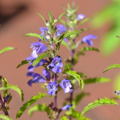 Včelník moldavský - Dracocephalum moldavica - semená včelníka - 200 ks