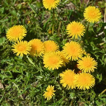 Púpava lekárska - Taraxacum offiicinalis - semená púpavy - 0,3 g