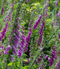 Trvalky rozkvitnutá lesná lúka - semená trvaliek - zmes trvaliek - 0,9 g