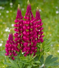 Vlčí bôb červený Mein Schloss - Lupina mnoholistá - Lupinus polyphyllus - semená - 40 ks