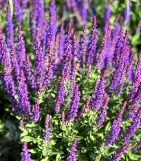 Šalvia belasá Blue Queen - Salvia nemorosa - semená šalvie - 20 ks