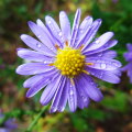 Astra alpínska modrá - Aster alpinus - semená - 50 ks
