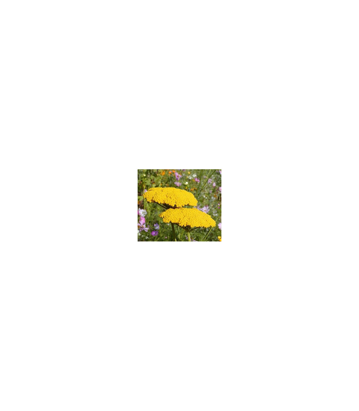Rebríček túžobníkový žltý - Achillea filipendulina - semená rebríčka - 0,5 g