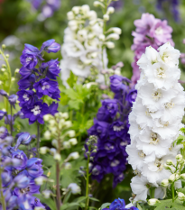 Ostrôžka záhradná hyacintokvetá - zmes - Delphinium ajacis - semená - 300 ks