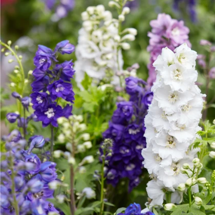 Ostrôžka záhradná hyacintokvetá - zmes - Delphinium ajacis - semená - 300 ks