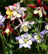 Orlíček veľkokvetý - zmes farieb - Aquilegia caerulea - semená - 250 ks