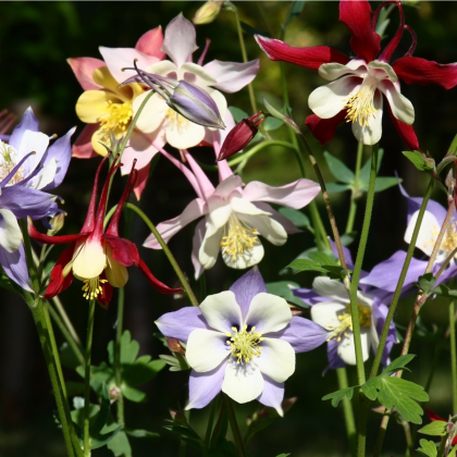 Orlíček veľkokvetý - zmes farieb - Aquilegia caerulea - semená - 250 ks