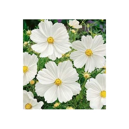 Krasuľka perovitá Biela senzácia - Cosmos bipinnatus - semená krasuľky - semiačka - 40 ks