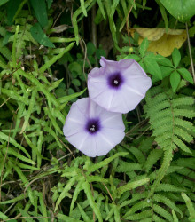 Povojník purpurový - Ipomoea purpurea - semená povojníka - semiačka - 25 ks