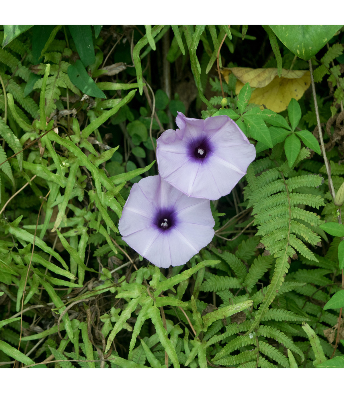 Povojník purpurový - Ipomoea purpurea - semená povojníka - 25 ks