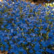 Lobelka drobná Crystal Palace - Lobelia erinus - semená lobelky - semiačka - 1000 ks