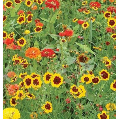 Letničky zmes - záhradný sen od žltej do červenej - semená letničiek - semiačka - 0,9 gr