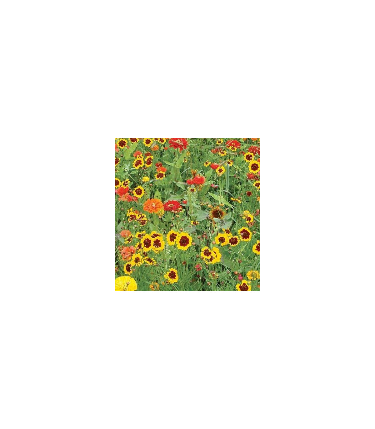 Letničky Záhradný sen od žltej do červenej - zmes - semená letničiek - 0,9 g
