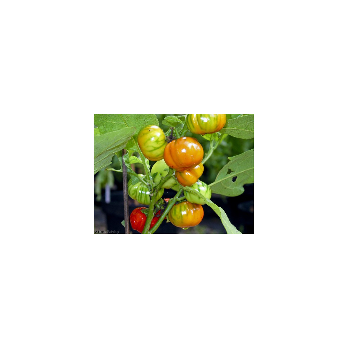 Baklažán pruhovaný - Solanum aethiopicum - semená baklažánu - 6 ks