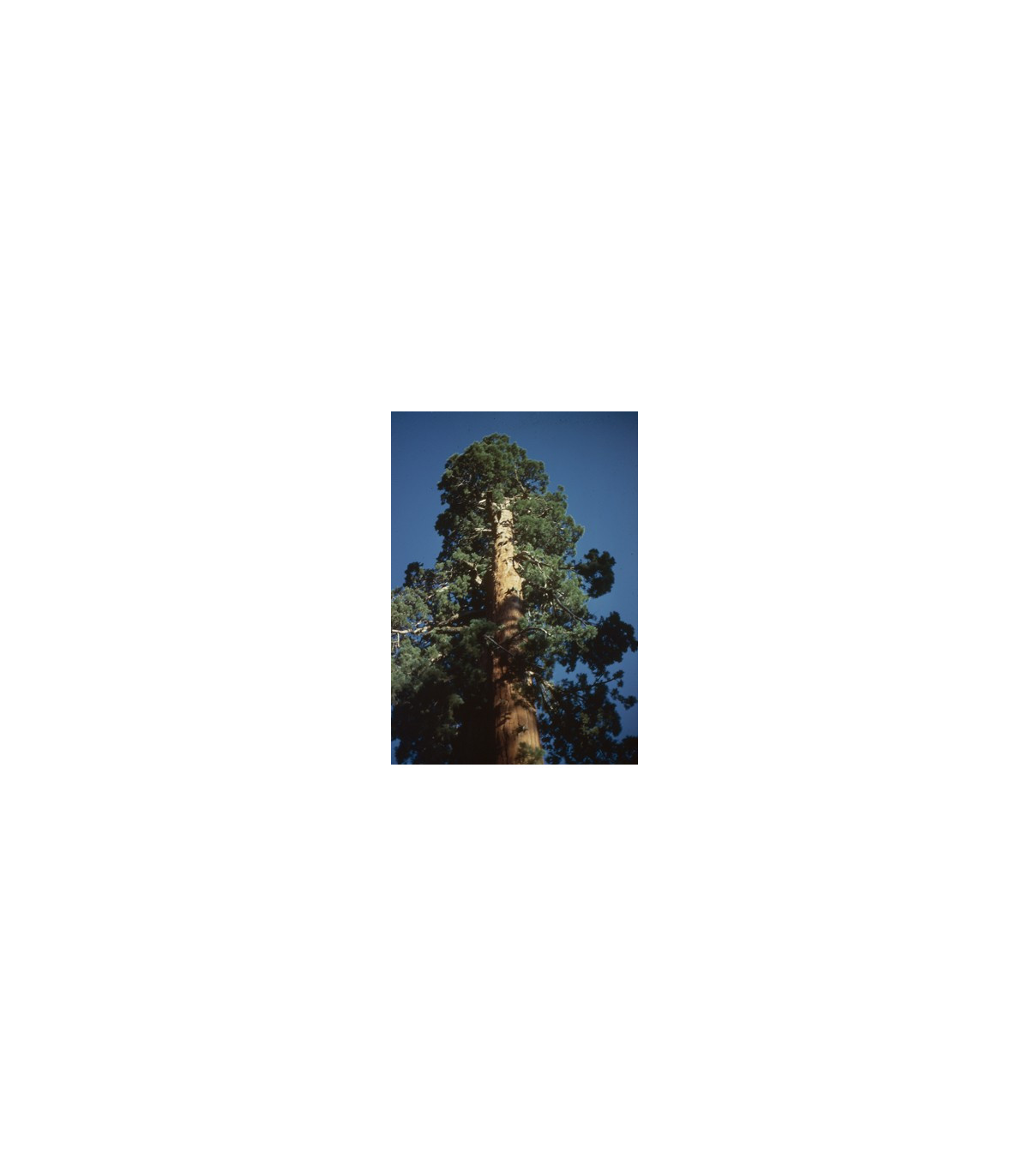 Sekvojovec obrovský - Sequioia giganteum - semená sekvojovca - 3 ks
