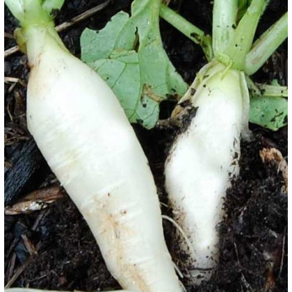 Reďkovka biela delikatesa - semená reďkovky - semiačka - 60 ks