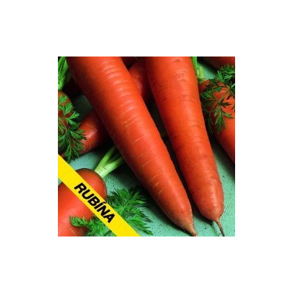 Mrkva Rubina - Daucus carota - semená mrkvy - semiačka - 1 gr