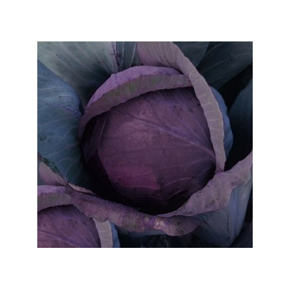 Kapusta hlávková červenočierna - Brassica oleracea - semená kapusty - 0,5 g
