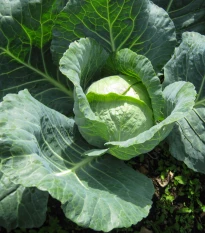 Kapusta hlávková neskorá Holt - Brassica oleracea - semená kapusty - 200 ks