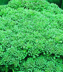 Brokolica Calabrese - Brassica oleracea L. - semená - 180 ks