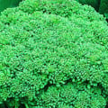 Brokolica Calabrese - Brassica oleracea L. - semená - 180 ks