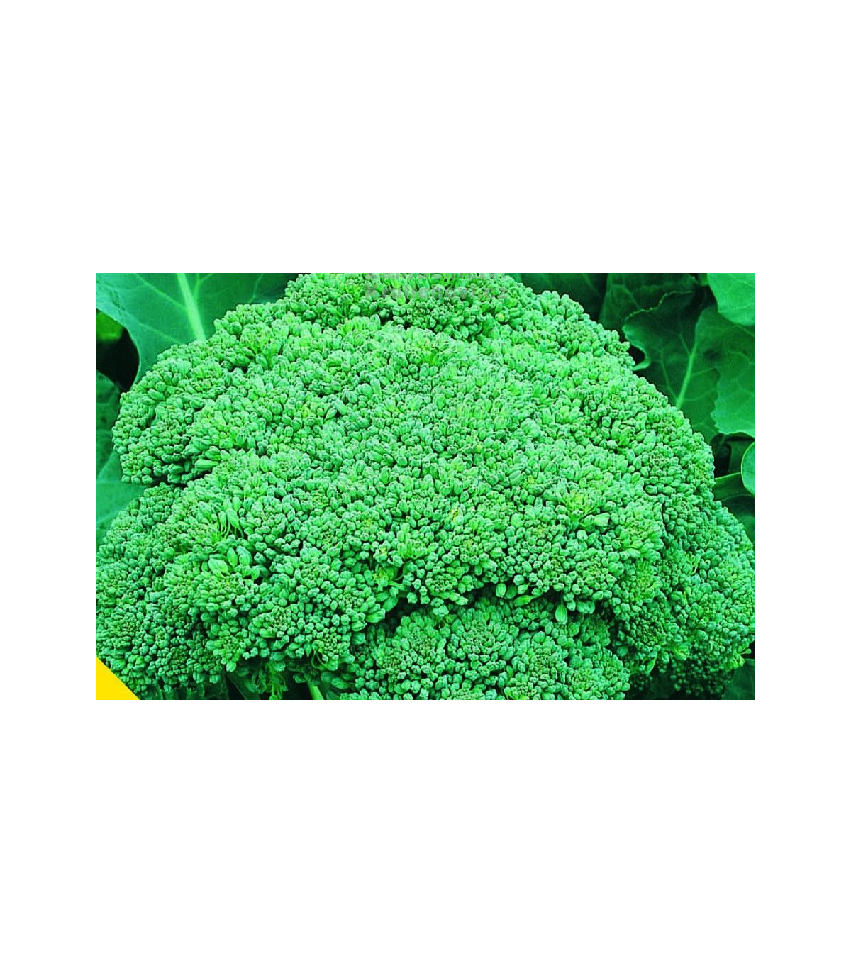 Brokolica Calabrese - Brassica oleracea L. - semená - 180 ks